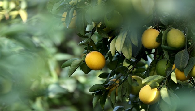 Limon üreticileri fiyat desteği istiyor!